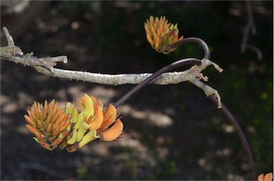 APII jpeg image of Erythrina sp. (RBG 831176)  © contact APII