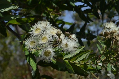 APII jpeg image of Angophora hispida  © contact APII