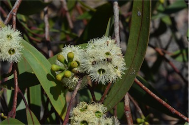 APII jpeg image of Eucalyptus burgessiana  © contact APII