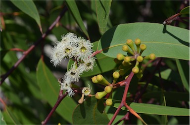 APII jpeg image of Eucalyptus haemastoma  © contact APII