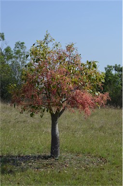 APII jpeg image of Brachychiton x roseus 'Belladonna'  © contact APII