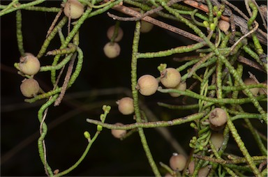 APII jpeg image of Cassytha pubescens  © contact APII