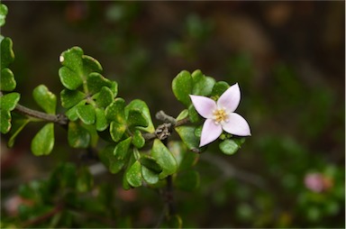 APII jpeg image of Boronia algida  © contact APII