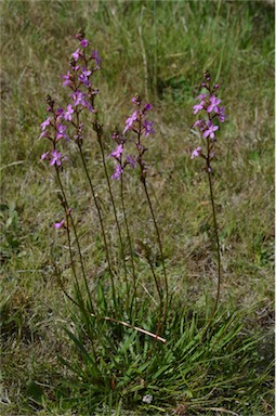 APII jpeg image of Stylidium graminifolium  © contact APII