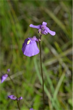 APII jpeg image of Utricularia dichotoma  © contact APII