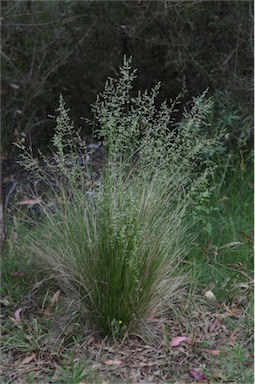 APII jpeg image of Poa labillardierei var. labillardierei  © contact APII