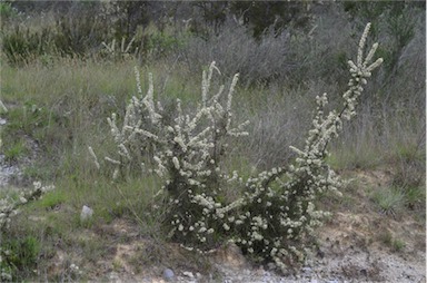 APII jpeg image of Hakea teretifolia subsp. teretifolia  © contact APII