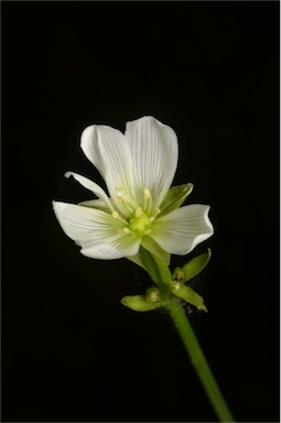 APII jpeg image of Dionaea muscipula  © contact APII