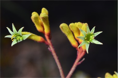 APII jpeg image of Anigozanthos 'Bush Pioneer'  © contact APII