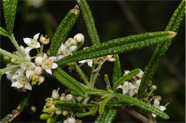 APII jpeg image of Zieria verrucosa  © contact APII