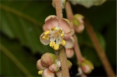 APII jpeg image of Cupaniopsis flagelliformis var. australis  © contact APII