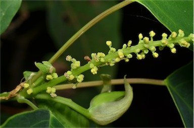 APII jpeg image of Homalanthus populifolius  © contact APII