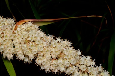 APII jpeg image of Dracophyllum sayeri  © contact APII
