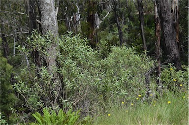 APII jpeg image of Ozothamnus stirlingii  © contact APII