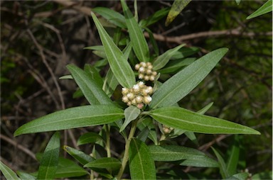 APII jpeg image of Ozothamnus stirlingii  © contact APII