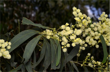 APII jpeg image of Acacia falciformis  © contact APII