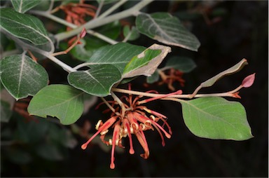 APII jpeg image of Grevillea oxyantha subsp. oxyantha  © contact APII