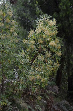 APII jpeg image of Bedfordia arborescens  © contact APII