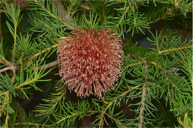 APII jpeg image of Banksia nutans var. nutans  © contact APII