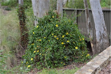 APII jpeg image of Hibbertia scandens  © contact APII