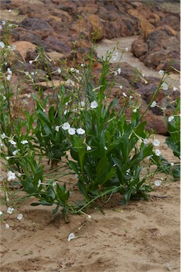 APII jpeg image of Nicotiana rosulata subsp. ingulba  © contact APII