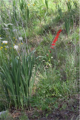 APII jpeg image of Gladiolus dalenii  © contact APII