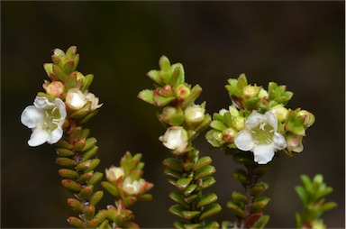 APII jpeg image of Baeckea diosmifolia  © contact APII