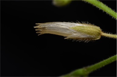 APII jpeg image of Cerastium vulgare  © contact APII