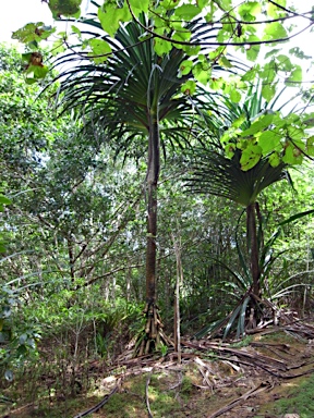 APII jpeg image of Pandanus elatus  © contact APII