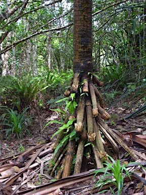 APII jpeg image of Pandanus elatus  © contact APII