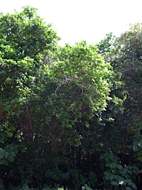 APII jpeg image of Ficus saxophila subsp. saxophila  © contact APII