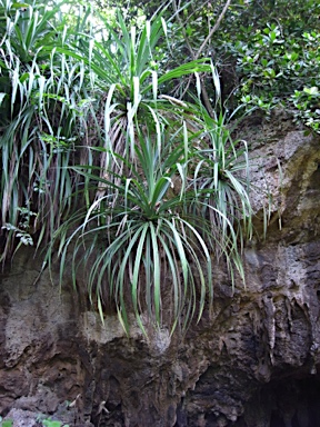 APII jpeg image of Pandanus christmatensis  © contact APII