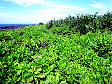 APII jpeg image of Scaevola taccada  © contact APII