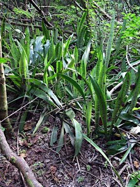 APII jpeg image of Sansevieria trifasciata  © contact APII