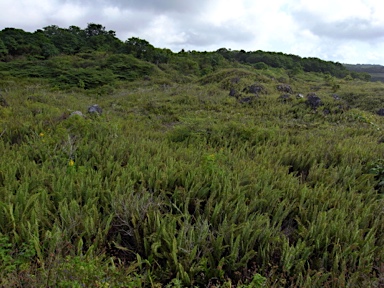 APII jpeg image of Nephrolepis multiflora  © contact APII