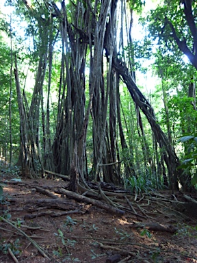 APII jpeg image of Ficus microcarpa  © contact APII