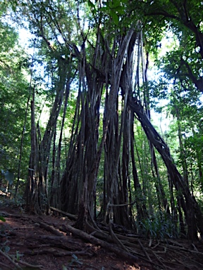 APII jpeg image of Ficus microcarpa  © contact APII