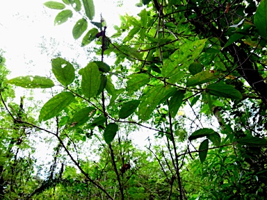 APII jpeg image of Grewia acuminata  © contact APII