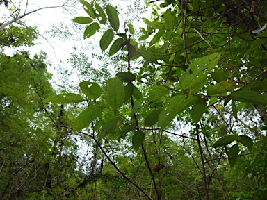 APII jpeg image of Grewia acuminata  © contact APII