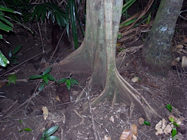 APII jpeg image of Inocarpus fagifer  © contact APII