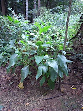 APII jpeg image of Canna indica  © contact APII