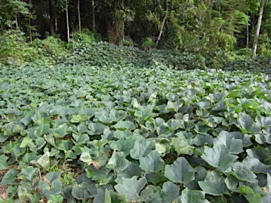 APII jpeg image of Cucurbita maxima  © contact APII