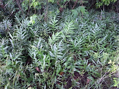 APII jpeg image of Microsorum scolopendria  © contact APII