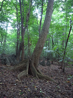 APII jpeg image of Terminalia catappa  © contact APII