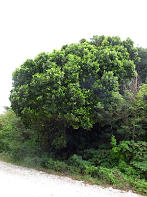 APII jpeg image of Calophyllum inophyllum  © contact APII