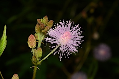 APII jpeg image of Mimosa pudica  © contact APII