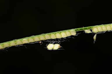 APII jpeg image of Paspalum conjugatum  © contact APII