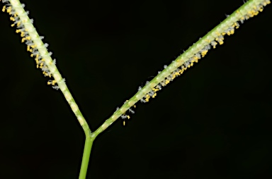 APII jpeg image of Paspalum conjugatum  © contact APII