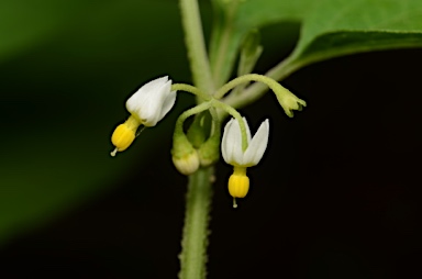 APII jpeg image of Solanum nodiflorum  © contact APII