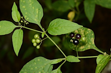 APII jpeg image of Solanum nodiflorum  © contact APII